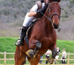 Is Horseback Riding A Sport